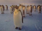 Aplikasi terbuka untuk posisi di kantor pos penguin di Antartika